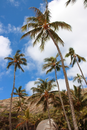 Palm Tree in Sky with Cloudsの写真素材