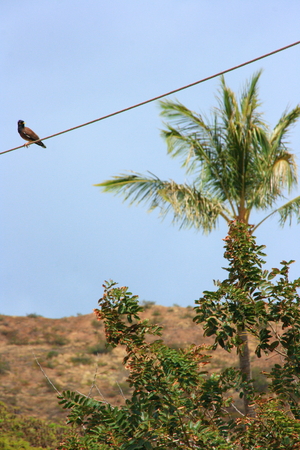 A bird rest on electrical wireの写真素材