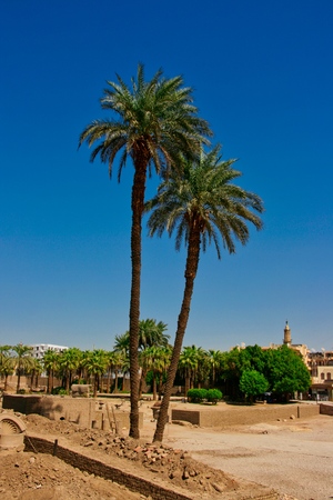 date palm treeの写真素材