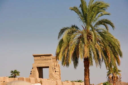 Date Palm Treeの写真素材