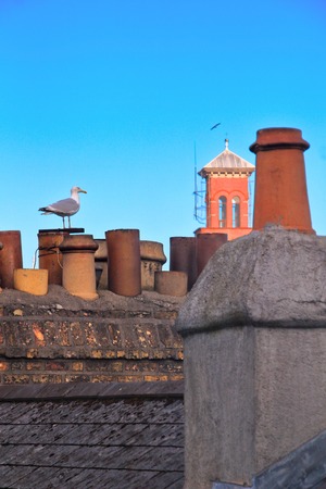 Seagull standing on chimneyの写真素材