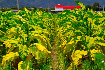 Tobacco leaf plantの写真素材