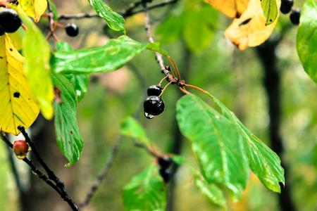 black barry in rainの写真素材