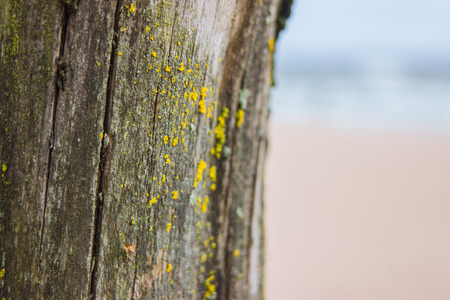 Crust of the tree on the beachの写真素材