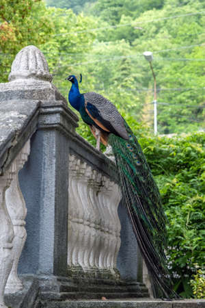 Side View of Beautiful Peafowl is Sitting on a Railing of Stairs of Old House in Summer Day over Greeneryの写真素材