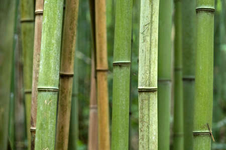 Close-up View of Bamboo Trees in the Park, Background Textureの写真素材