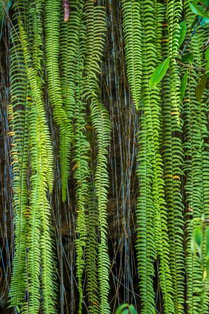 green palm leavesの写真素材