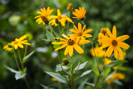 Beautiful flower in a gardenの写真素材