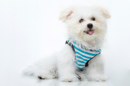  puppy breed tiny dog , playfulness , lovelinessの写真素材