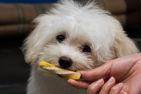 Shihtzu puppy breed tiny dog , playfulness , loveliness
