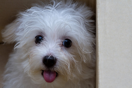 Shih tzu puppy breed tiny dog , playfulness , lovelinessの写真素材