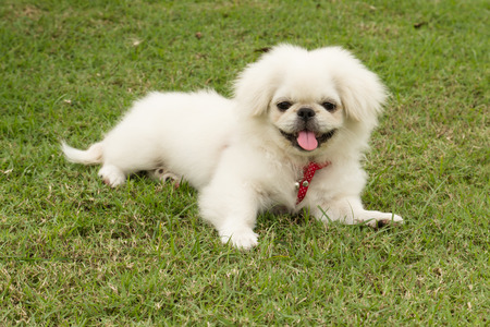 Puppy Pekingese breed, male dog , loveliness ,playfulnessの写真素材