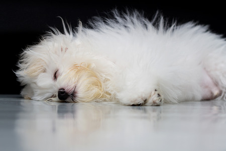 Sleep dog, Shih tzu puppy breed tiny dog , playfulness , lovelinessの写真素材