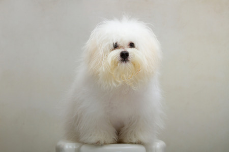 Shih tzu puppy breed tiny dog on the chairの写真素材