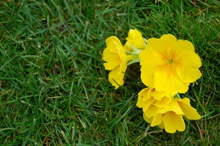 Wild little yellow flowers in the grassの写真素材