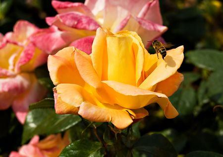 A yellow rose with a bee standing on itの写真素材