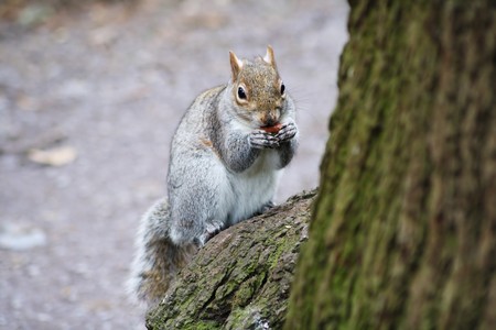 Squirrel eating and standing in a tree branchの写真素材