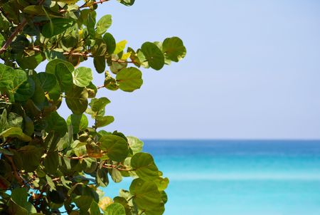 Leaves and a beautiful beach with copy space in the rightの写真素材