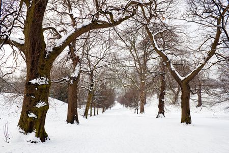 A path between trees covered in deep snow の写真素材
