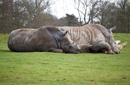 A couple of white rhinos lying in a green fieldの写真素材