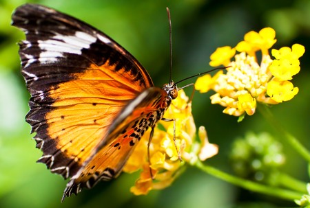 Beautiful orange butterfly on a small yellow flowerの写真素材