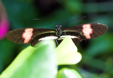 Black butterfly with red stripes on a green leaf