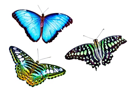 Butterflies collection isolated on a white background