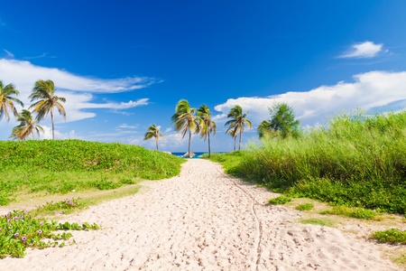 The beach in Cubaの写真素材