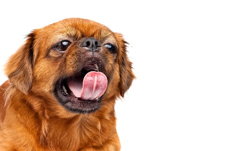 Pekingese dog isolated on whiteの写真素材