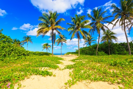 Beautiful beach in Cubaの写真素材