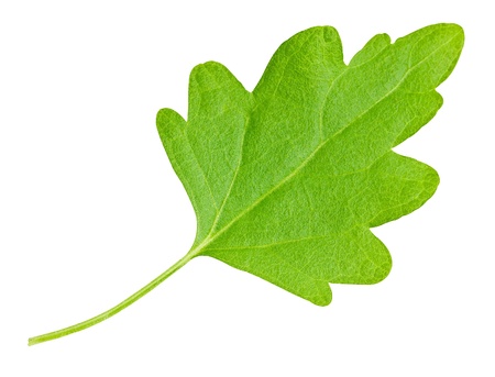 Green chamomile leaf isolated on a white background with clipping pathの写真素材