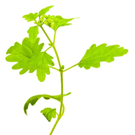 green branch of camomile isolated on a white background