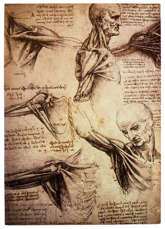 Ancient drawings by the renaissance artist and scientist Leonardo DaVinci studying the human bodyのeditorial素材
