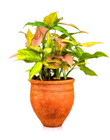 Ornamental plant planted on a red clay pot isolated on a white backgroundの写真素材