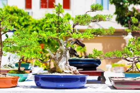 Exhibition of  japanese bonsai treesの写真素材