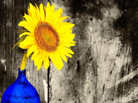 Colorful sunflower on a blue vase with a black and white grunge backgroundの写真素材