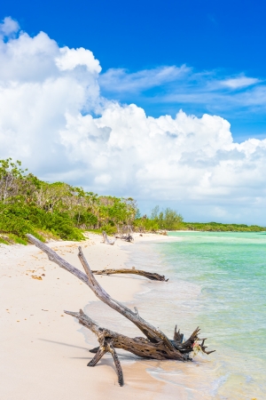 Old tree trunk in a virgin beach at Coco Key  Cayo Coco  in Cubaの写真素材