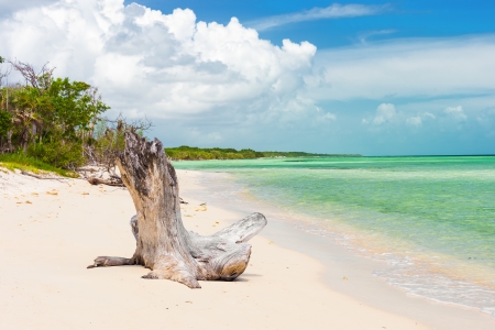 Old tree trunk in a virgin beach at Coco Key  Cayo Coco  in Cubaの写真素材