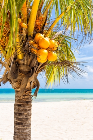 Close-up of a coconut palm at a beach in Cubaの写真素材