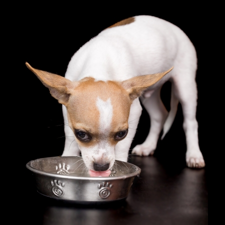 Cute chihuahua dog drinking water isolated on a black backgroundの写真素材