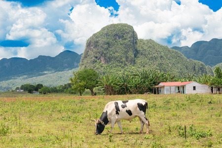 Rural scene with rustic houses and animals at the Vinales Valley in Cuba, worldwide known for its natural beauty and the fame of its tobaccoの写真素材