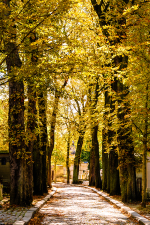 Golden foliage at the Pere Lachaise cemetery in Paris during fallの写真素材