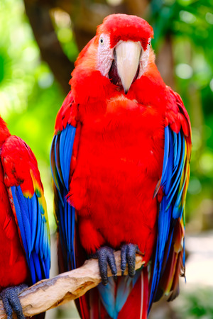 Scarlet macaw perched on a branch with an out of focus vegetation backgroundの写真素材