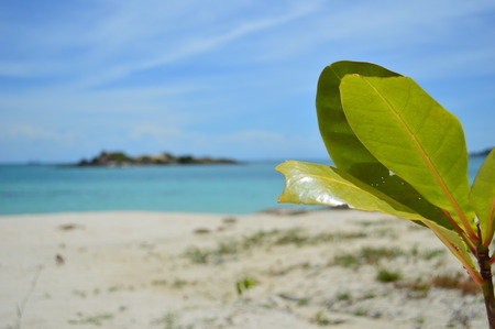 The outstanding plant on the blue ocean.の写真素材