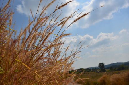 Not only grass that has been mown and dried for use as fodder but also the beautiful decoration on the field.の写真素材