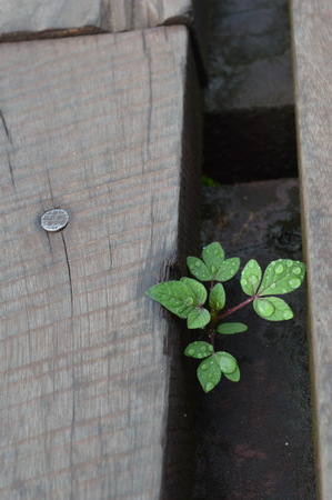 The tiny plant which it getting along with the wooden bridge as like decoration.の写真素材