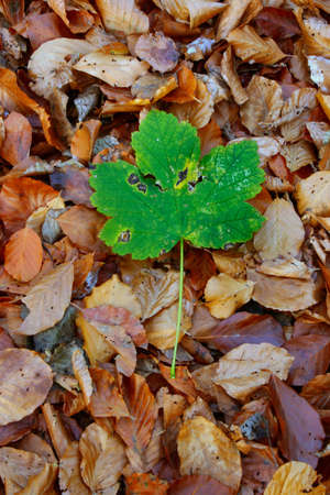 autumn individualist #2