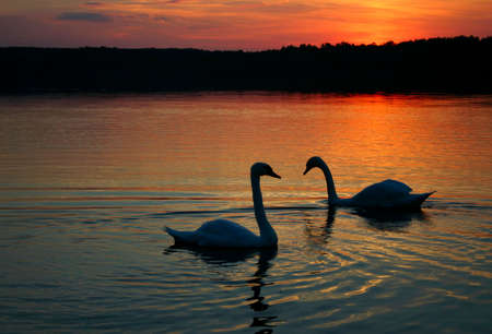 loving coupleの写真素材