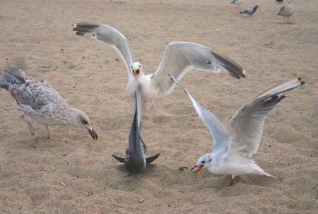 mad seagullの写真素材