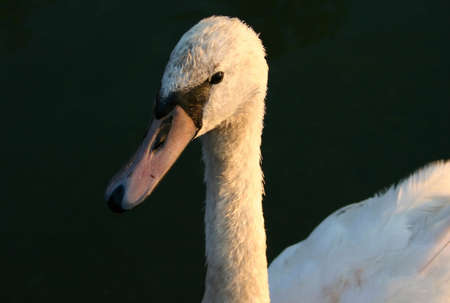 majestic cyganetの写真素材